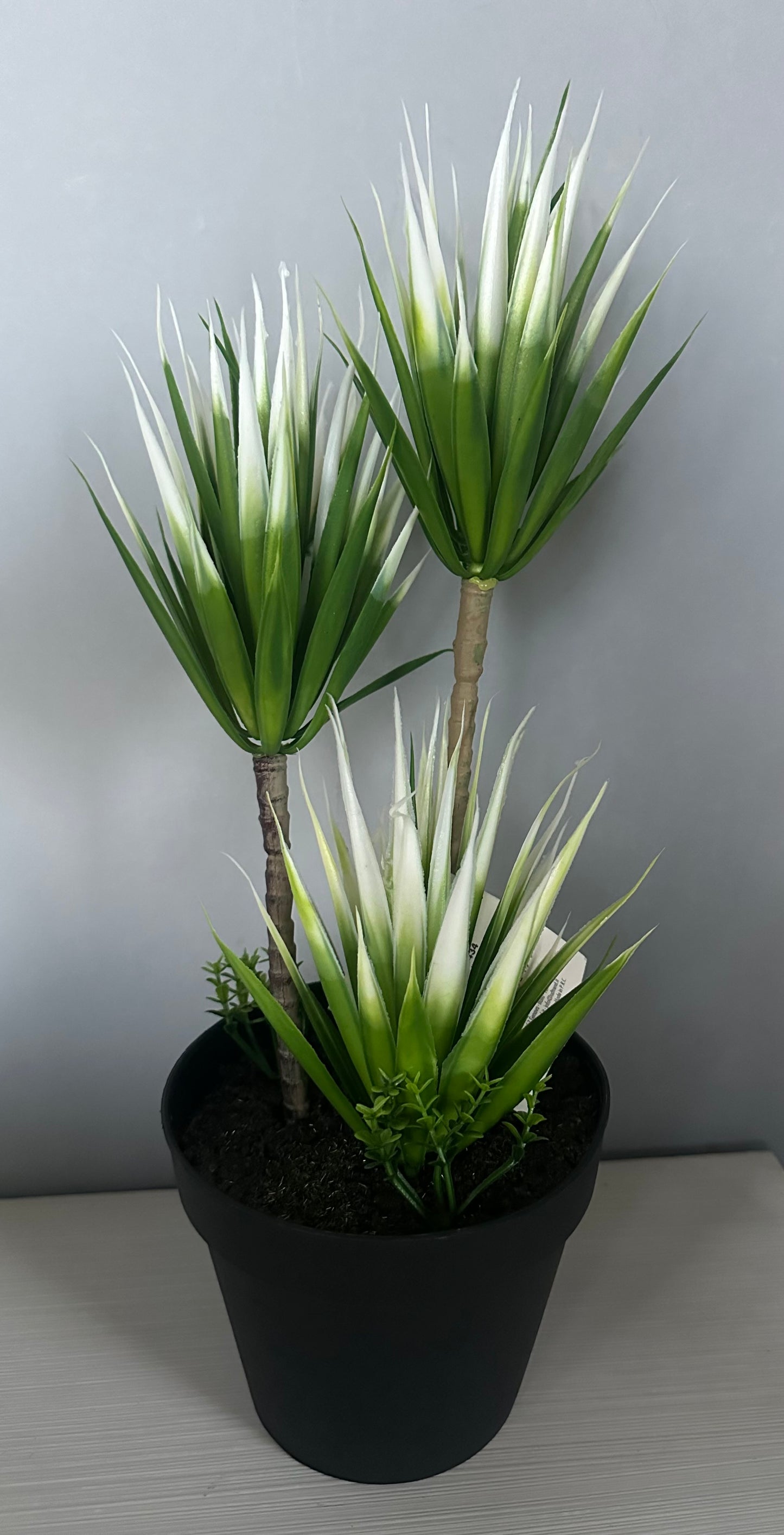 Yucca artificiale